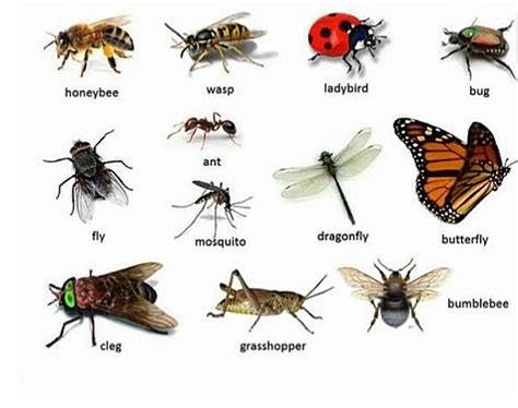 Are insects vertebrates or invertebrates .